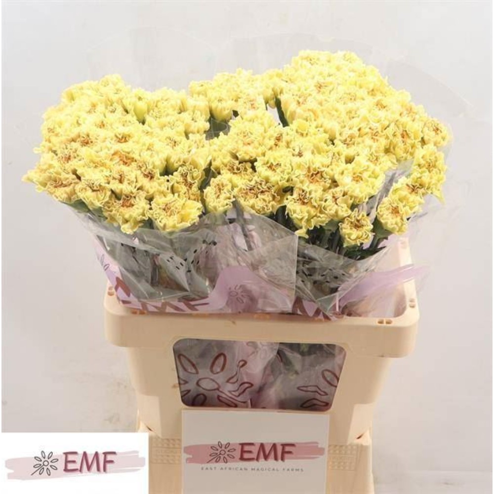 Гвоздика "Малі"