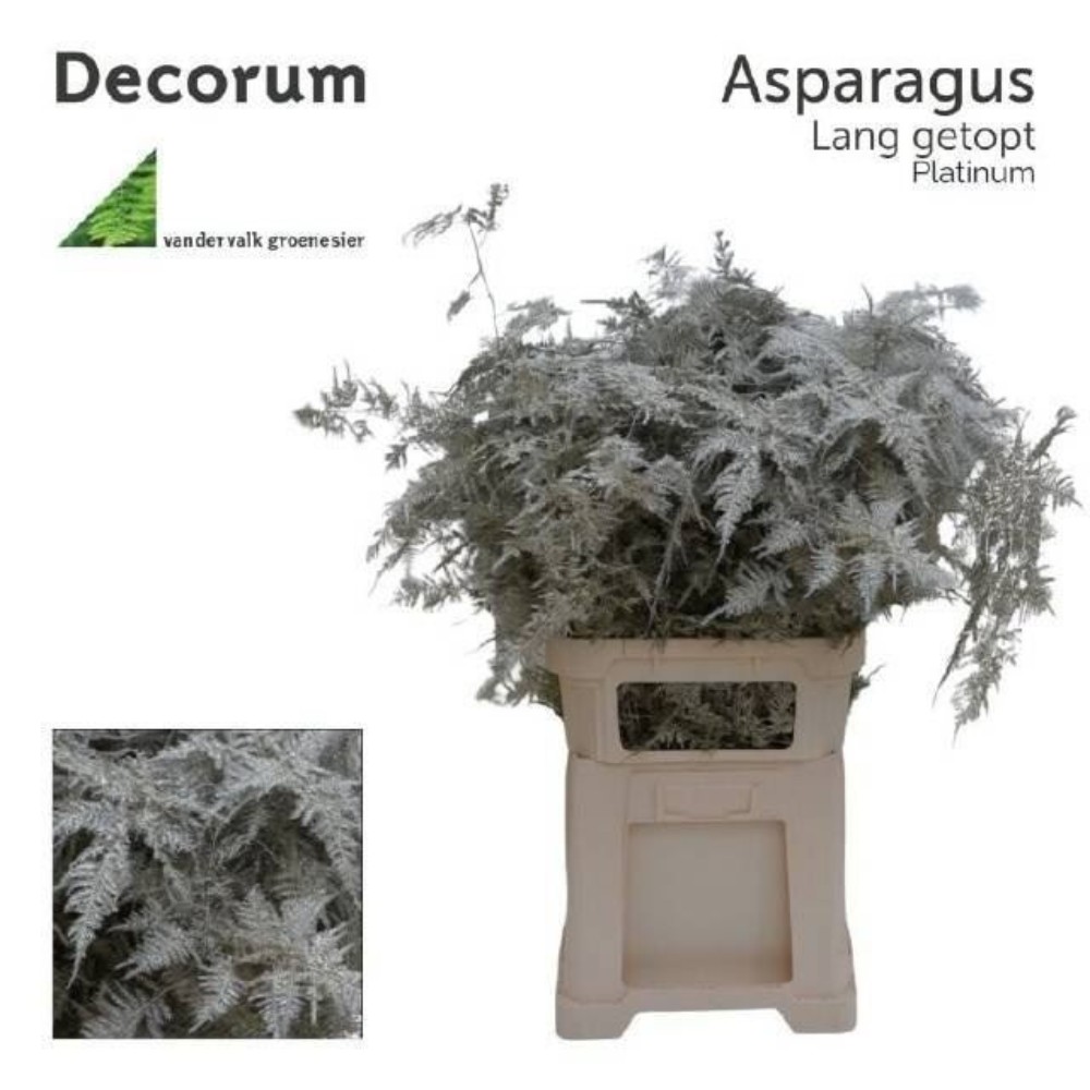 Аспарагус "Платина" 85 см.